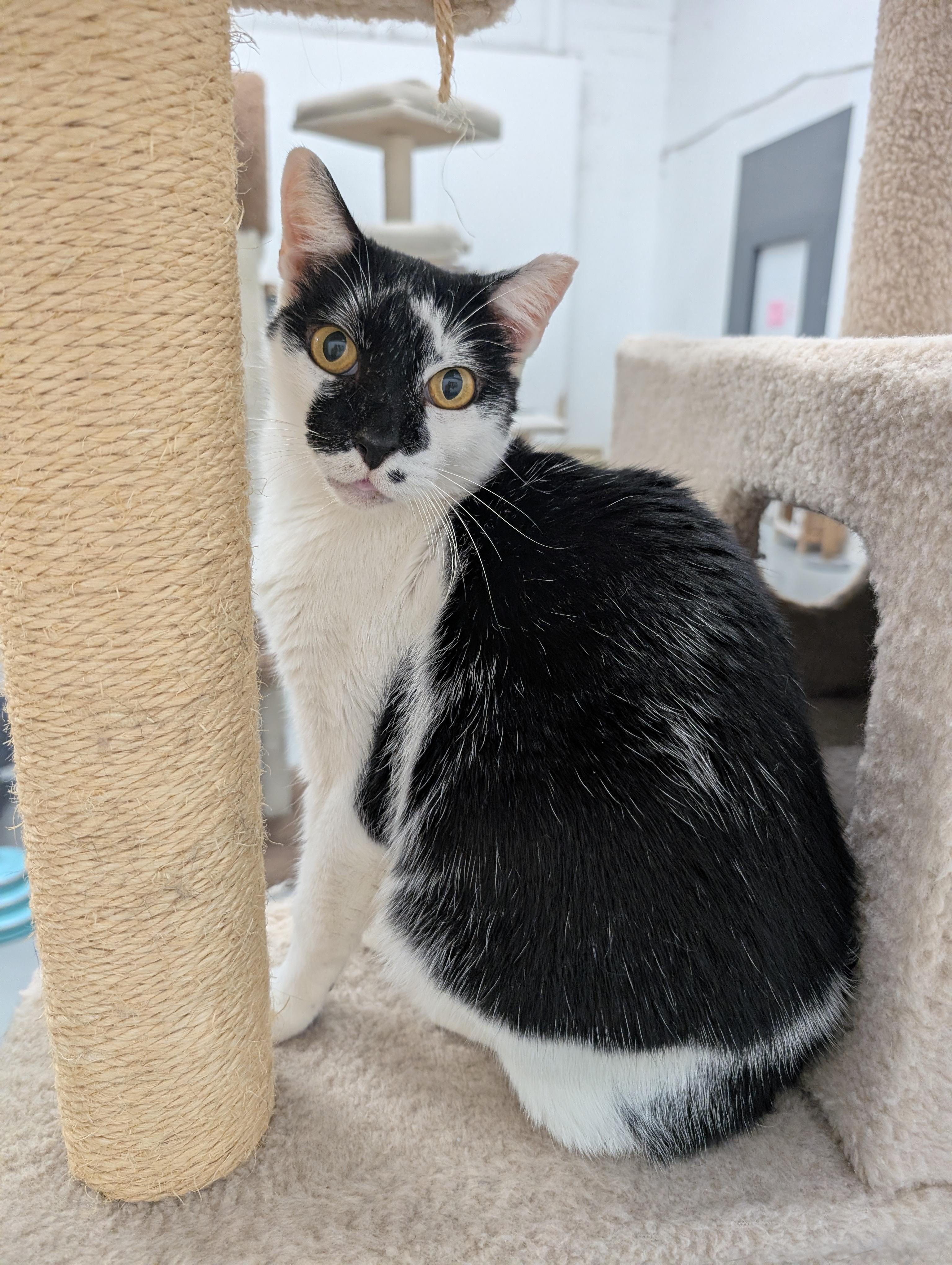 Patches, a Adoptable Domestic Short Hair in West Palm Beach, FL image 2/6