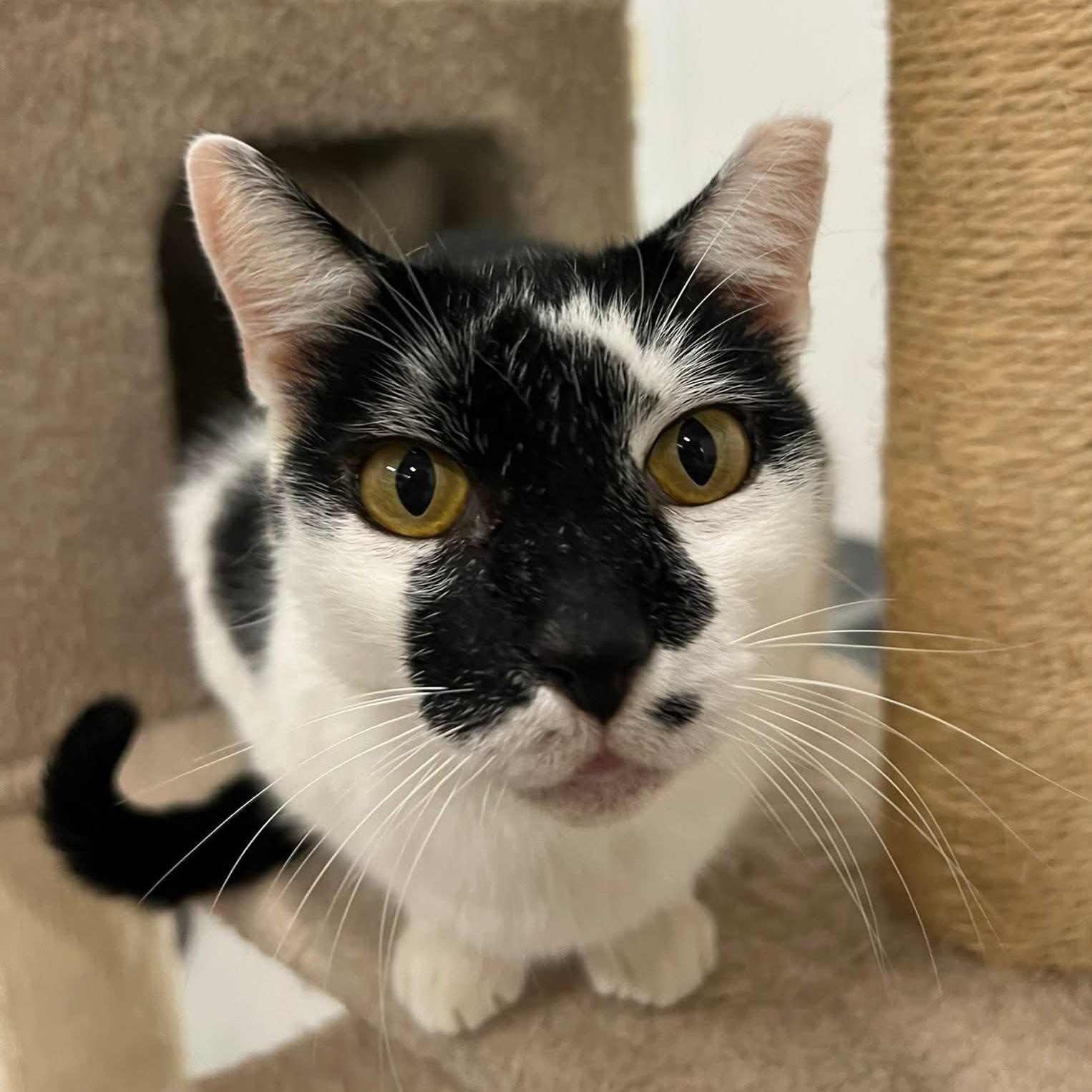 Patches, a Adoptable Domestic Short Hair in West Palm Beach, FL image 1/6