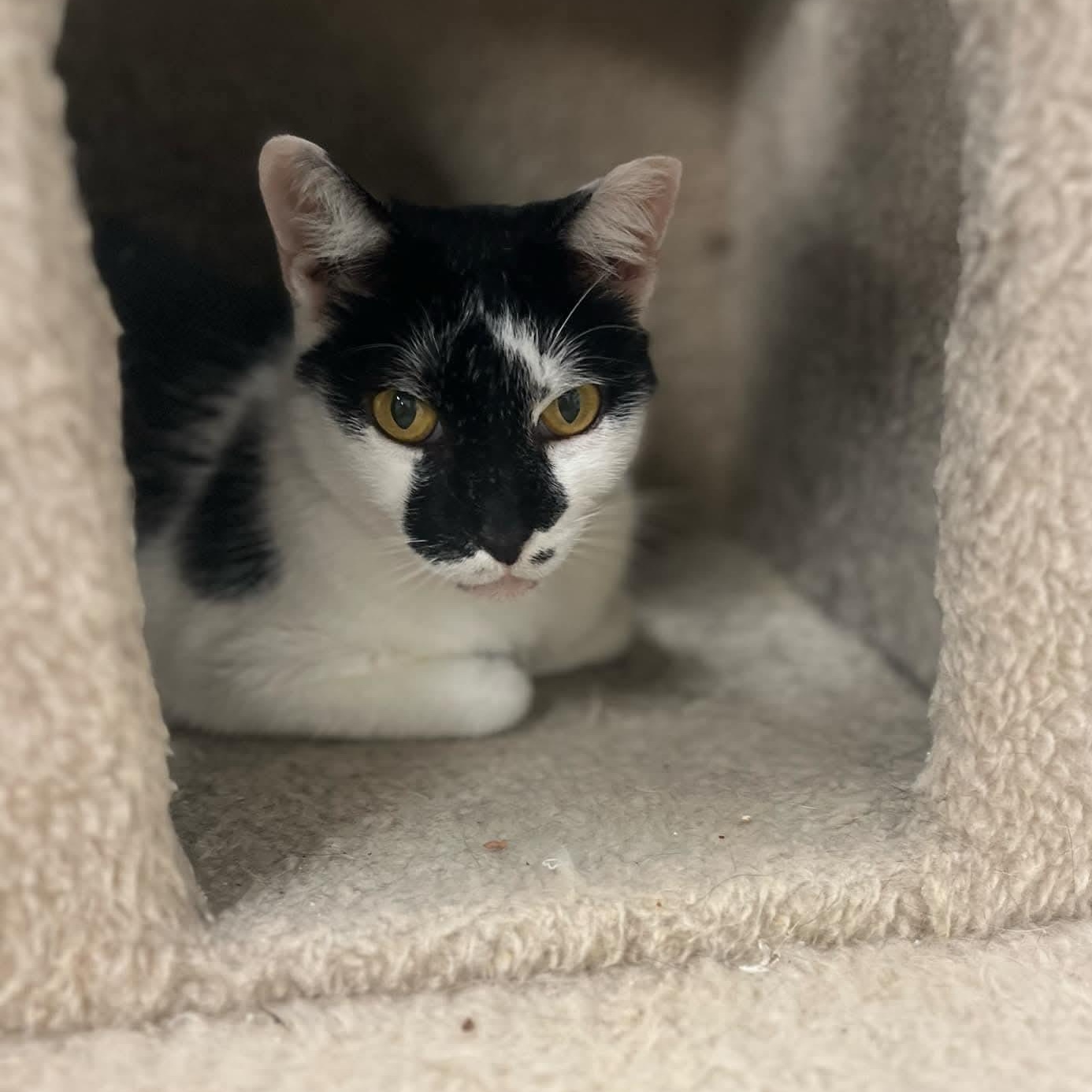 Patches, a Adoptable Domestic Short Hair in West Palm Beach, FL image 6/6