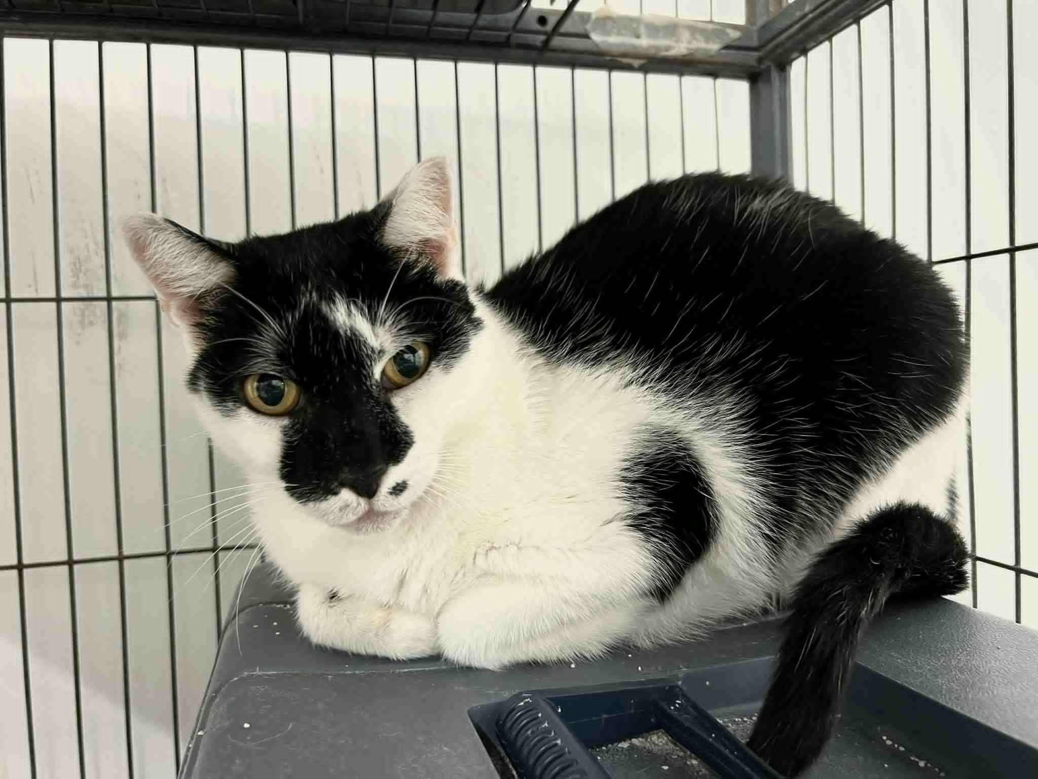 Patches, a Adoptable Domestic Short Hair in West Palm Beach, FL image 5/6