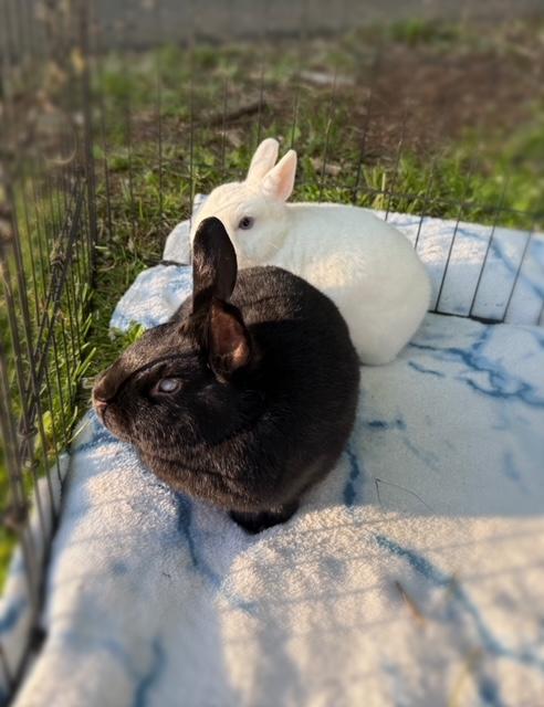 Enlarge Boo & Marcus (South Surrey), a Adoptable mixed breed in Vancouver, BC image 1/3