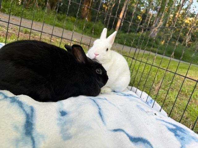 Enlarge Boo & Marcus (South Surrey), a Adoptable mixed breed in Vancouver, BC image 2/3