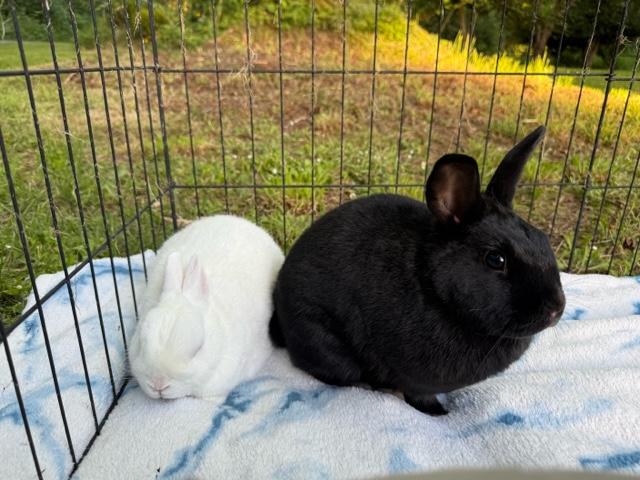 Enlarge Boo & Marcus (South Surrey), a Adoptable mixed breed in Vancouver, BC image 3/3