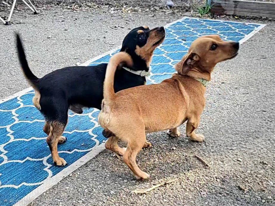 Enlarge Luis and Leo, a Adoptable mixed breed in Ringwood, NJ image 2/6