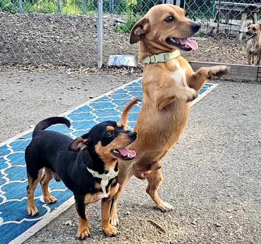 Enlarge Luis and Leo, a Adoptable mixed breed in Ringwood, NJ image 3/6