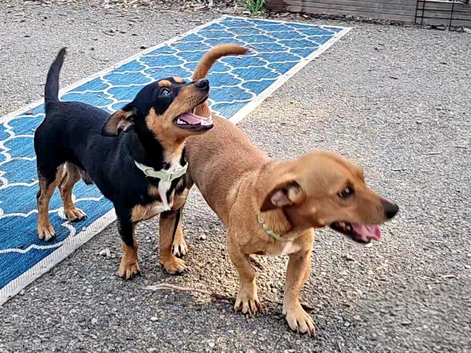 Enlarge Luis and Leo, a Adoptable mixed breed in Ringwood, NJ image 5/6