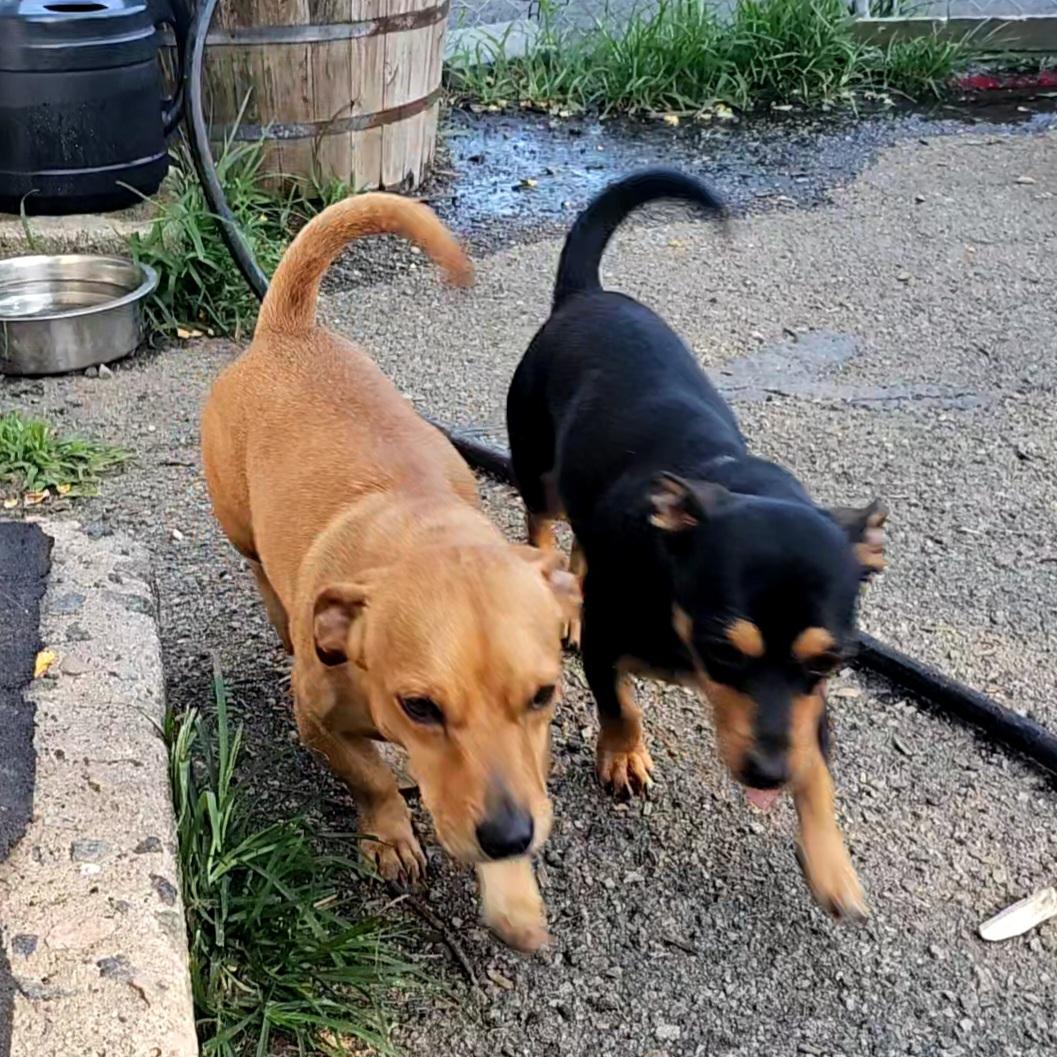 Enlarge Luis and Leo, a Adoptable mixed breed in Ringwood, NJ image 6/6