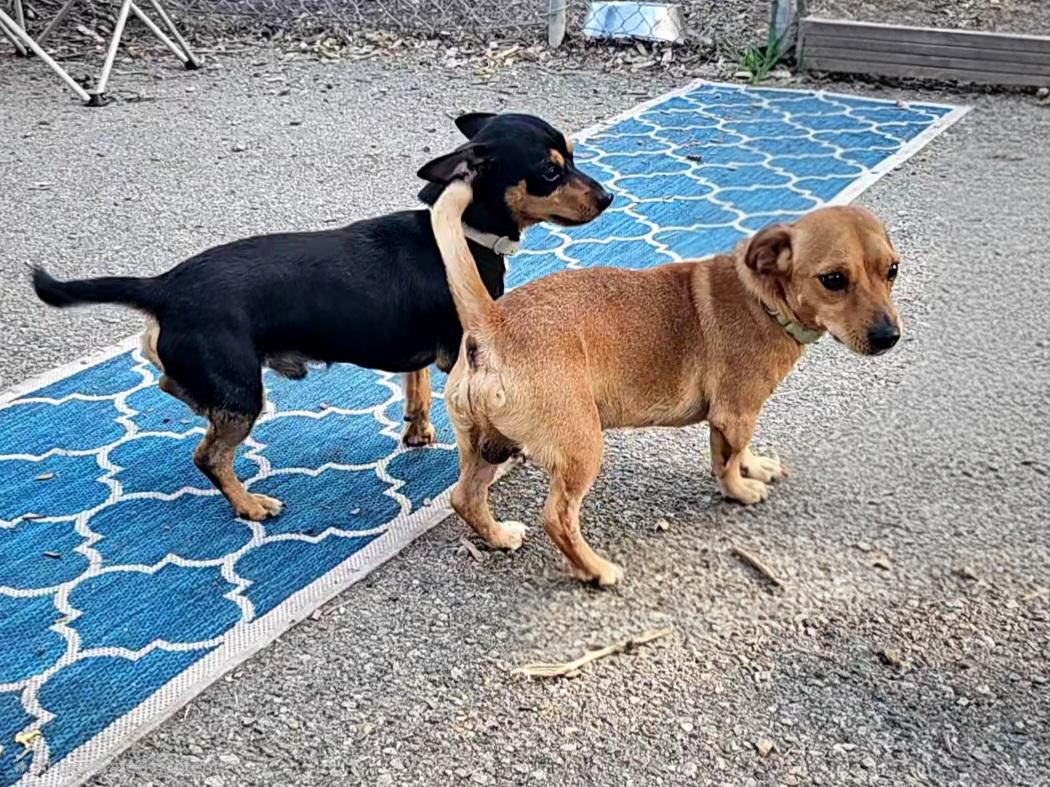 Enlarge Luis and Leo, a Adoptable mixed breed in Ringwood, NJ image 4/6