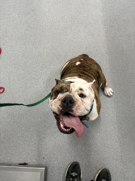 Enlarge A210090, a Adoptable American Bulldog in Olivehurst, CA image 1/1