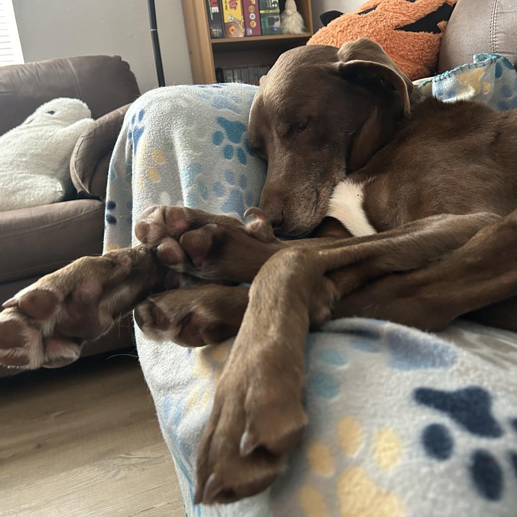 Ringo — thumbnail 5