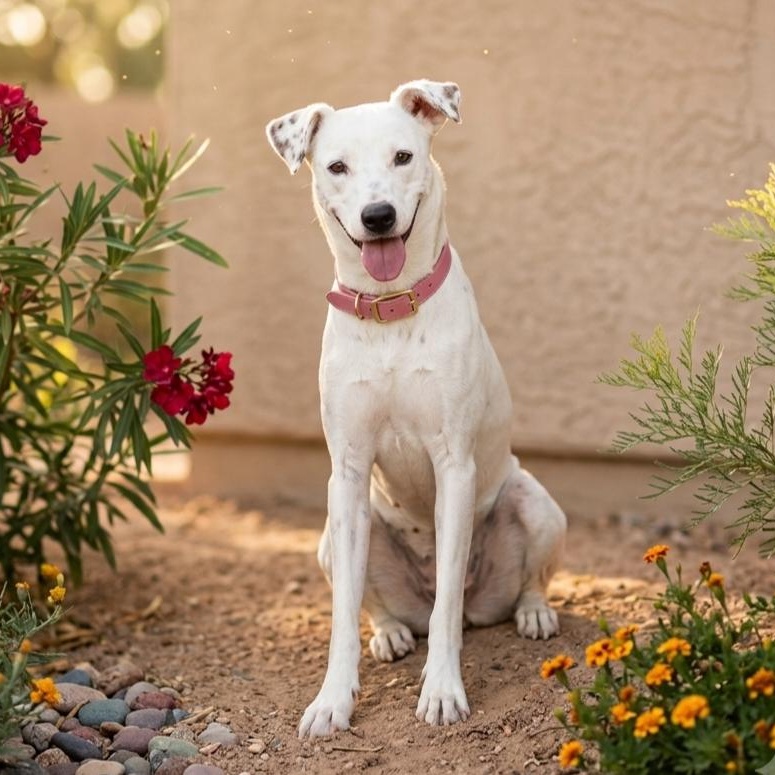 Enlarge Swansea, a Adoptable mixed breed in Gilbert, AZ image 1/1