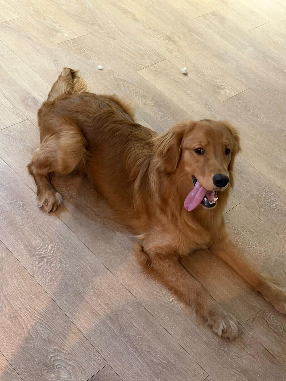 Archie, an adopted Golden Retriever in Oakville, ON image 3/5