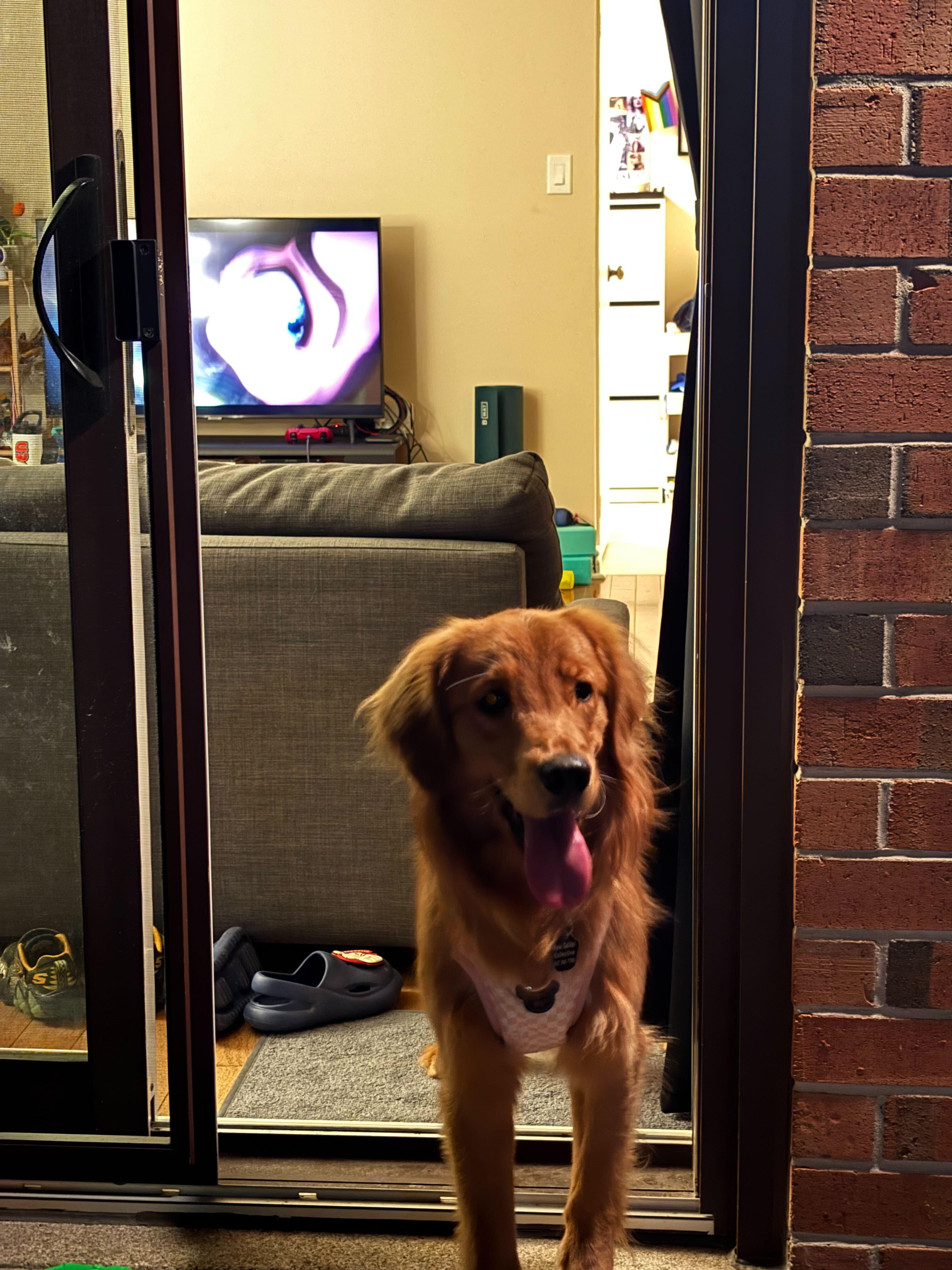 Archie, an adopted Golden Retriever in Oakville, ON image 4/5