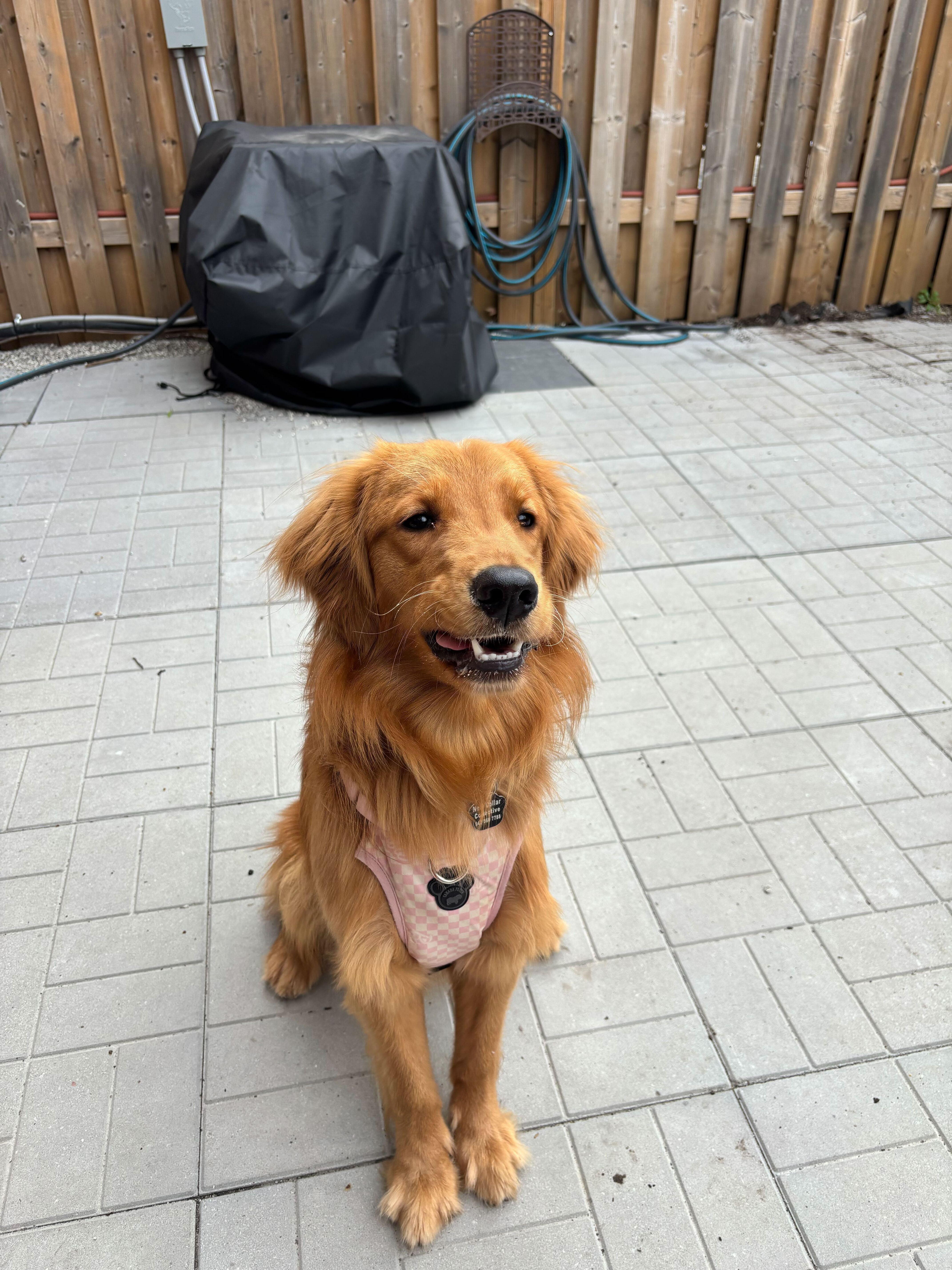 Archie, an adopted Golden Retriever in Oakville, ON image 2/5