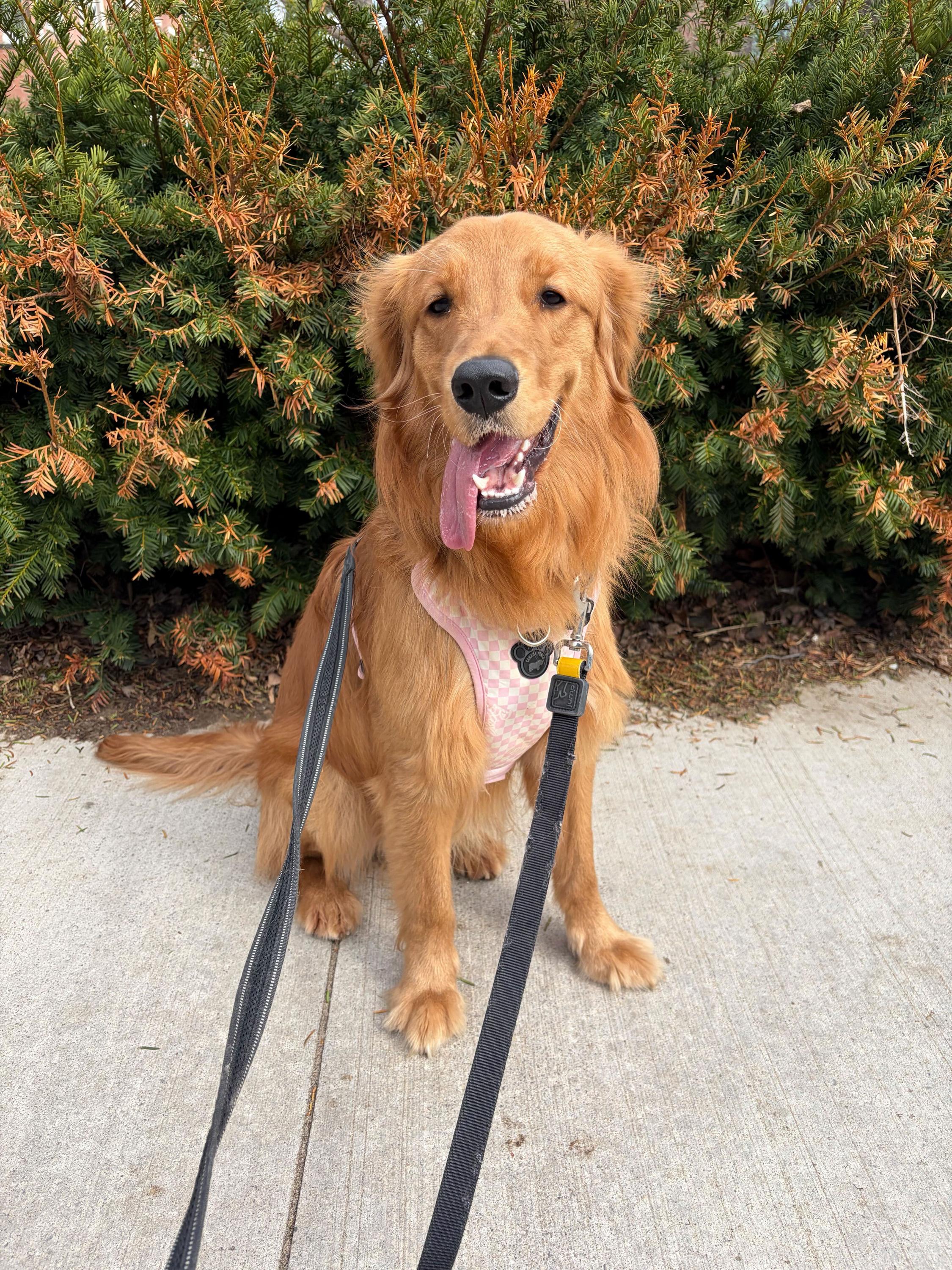 Archie, adopted, Young Male Golden Retriever.