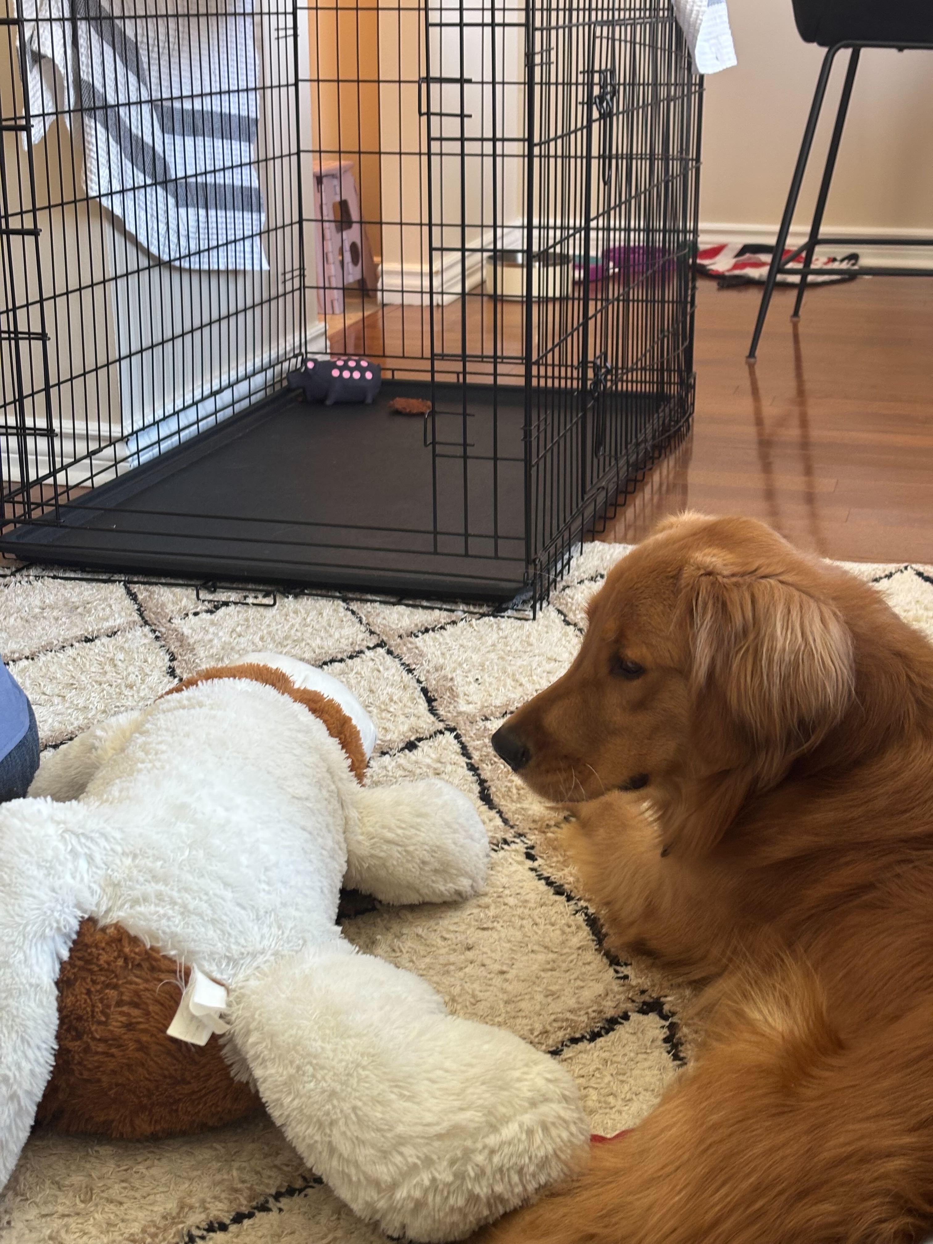 Archie, an adopted Golden Retriever in Oakville, ON image 5/5