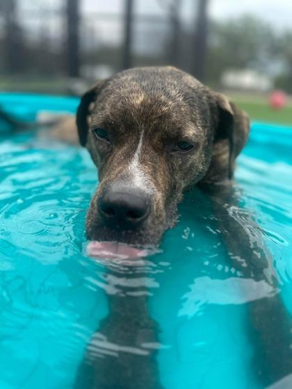Enlarge Luka, a Adoptable mixed breed in Kansas City, MO image 1/3
