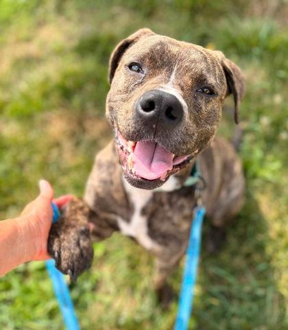 Enlarge Luka, a Adoptable mixed breed in Kansas City, MO image 2/3