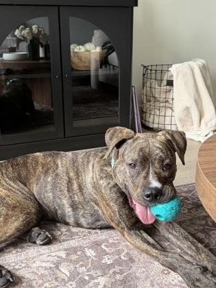 Enlarge Luka, a Adoptable mixed breed in Kansas City, MO image 3/3