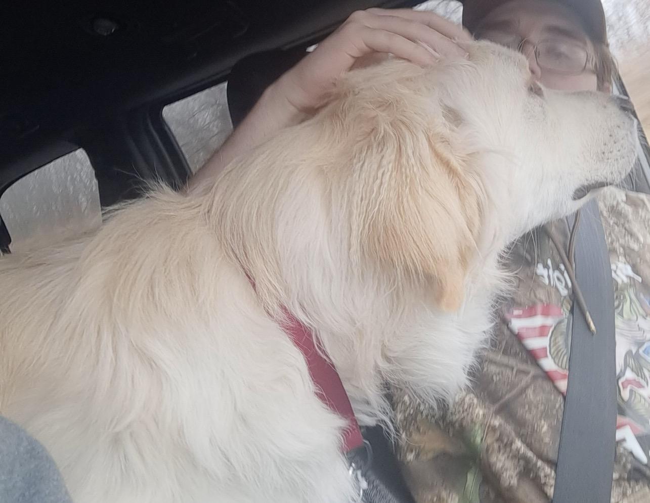 Enlarge Cowboy, a ADOPTABLE mixed breed in Hindsboro, IL image 3/3