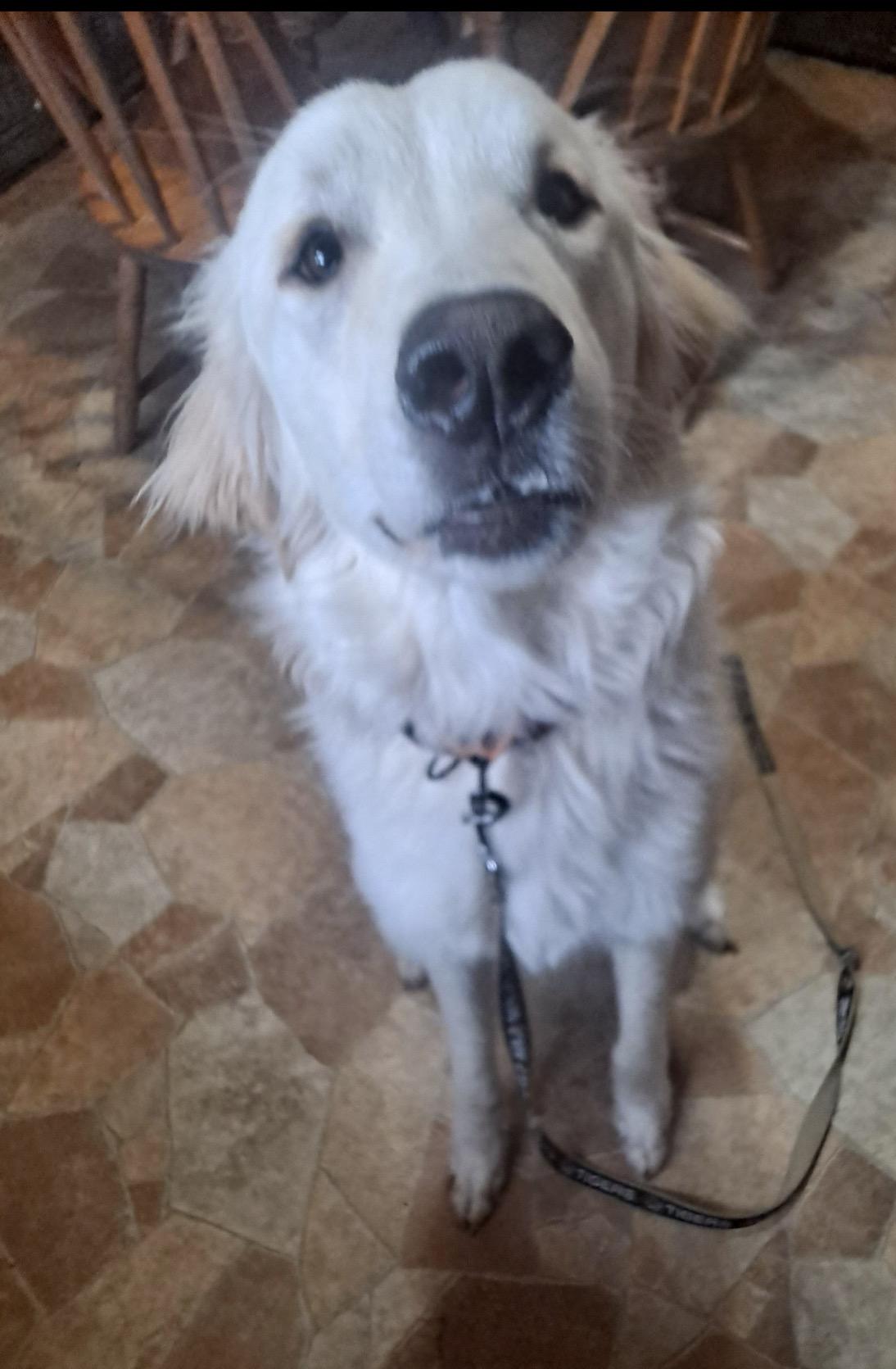 Enlarge Cowboy, a ADOPTABLE mixed breed in Hindsboro, IL image 1/3