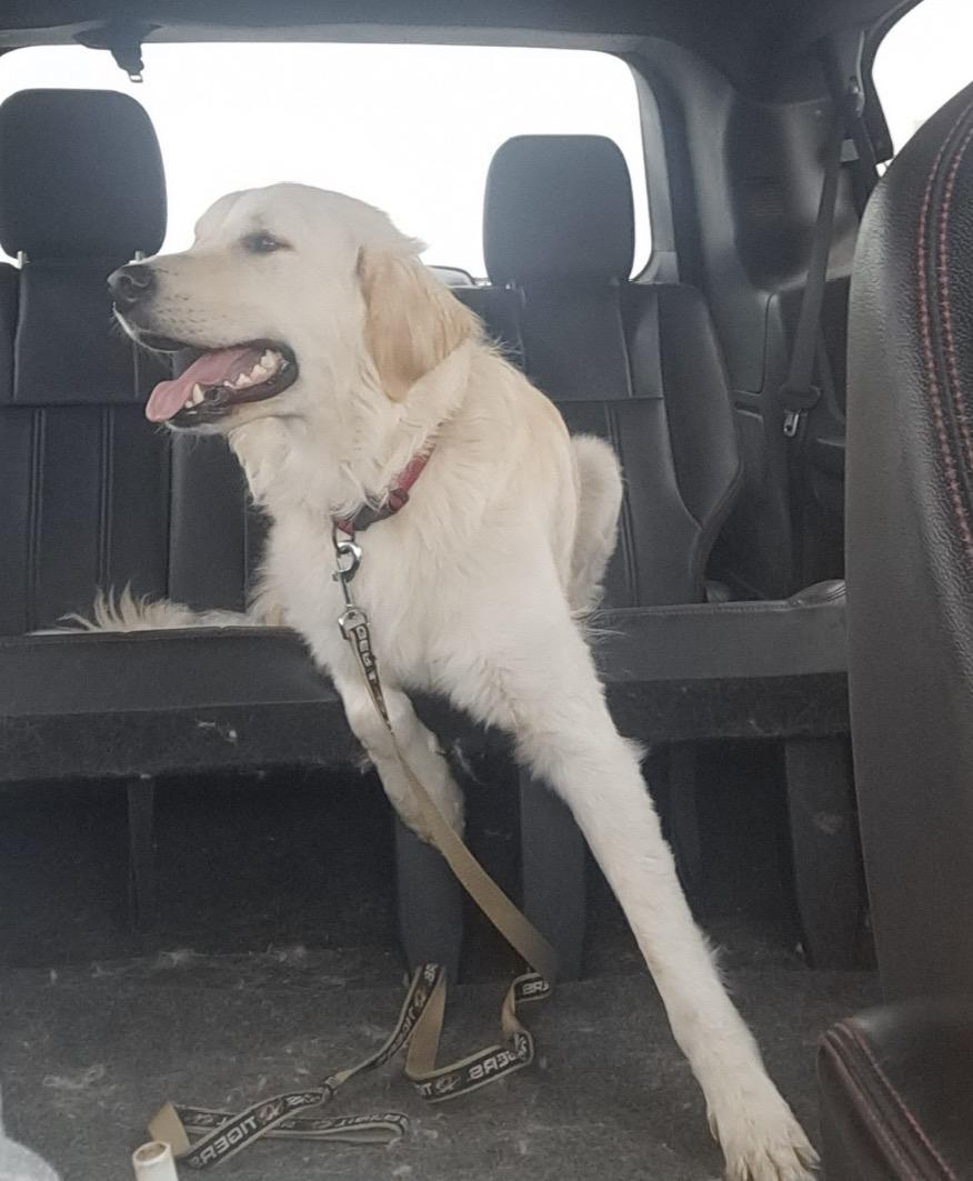 Enlarge Cowboy, a ADOPTABLE mixed breed in Hindsboro, IL image 2/3