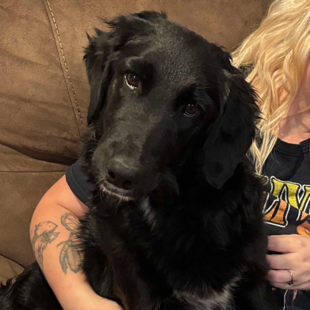 Penny, a Adoptable mixed breed in Greenville, SC image 3/3