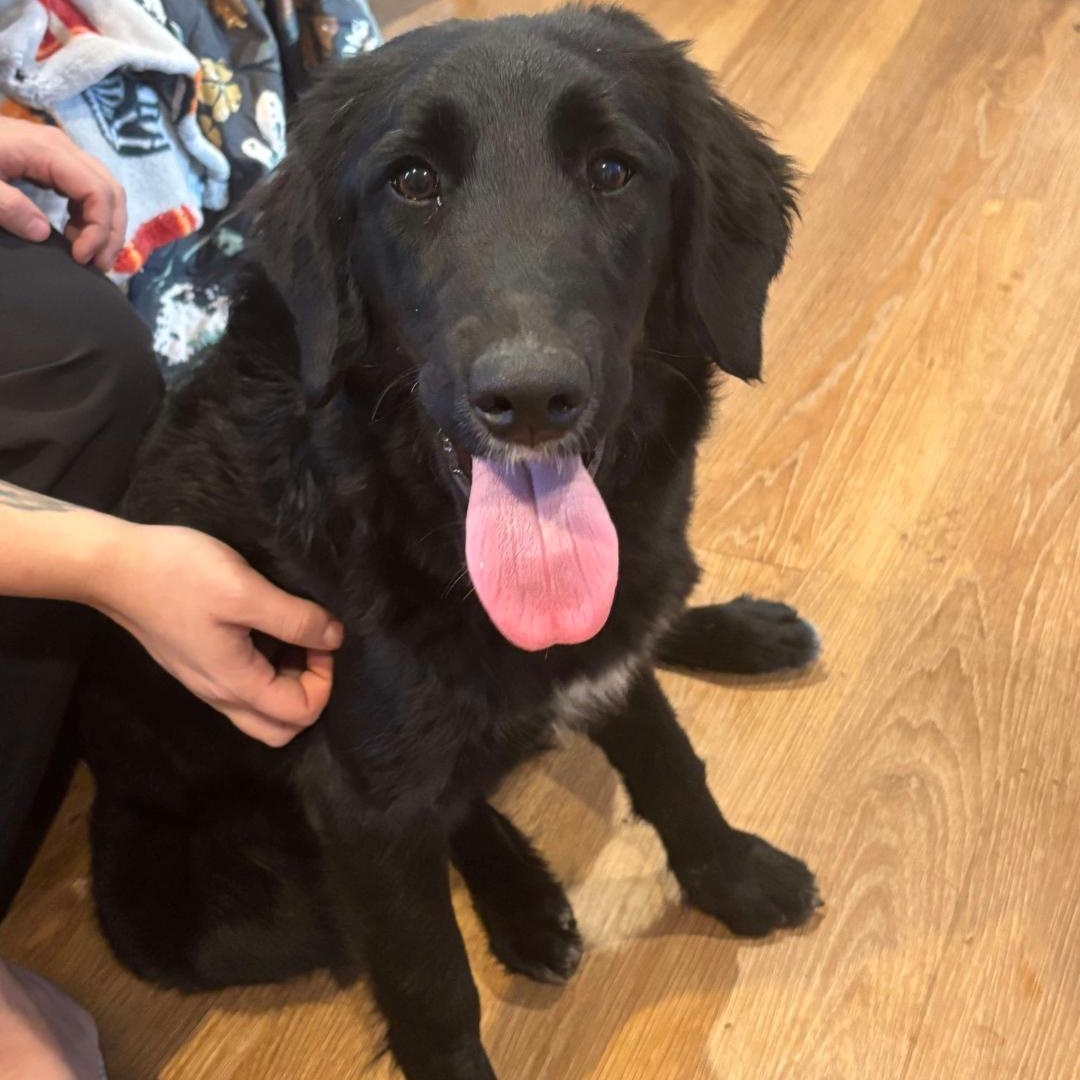 Penny, Adoptable, Young Female Goldendoodle & Husky.
