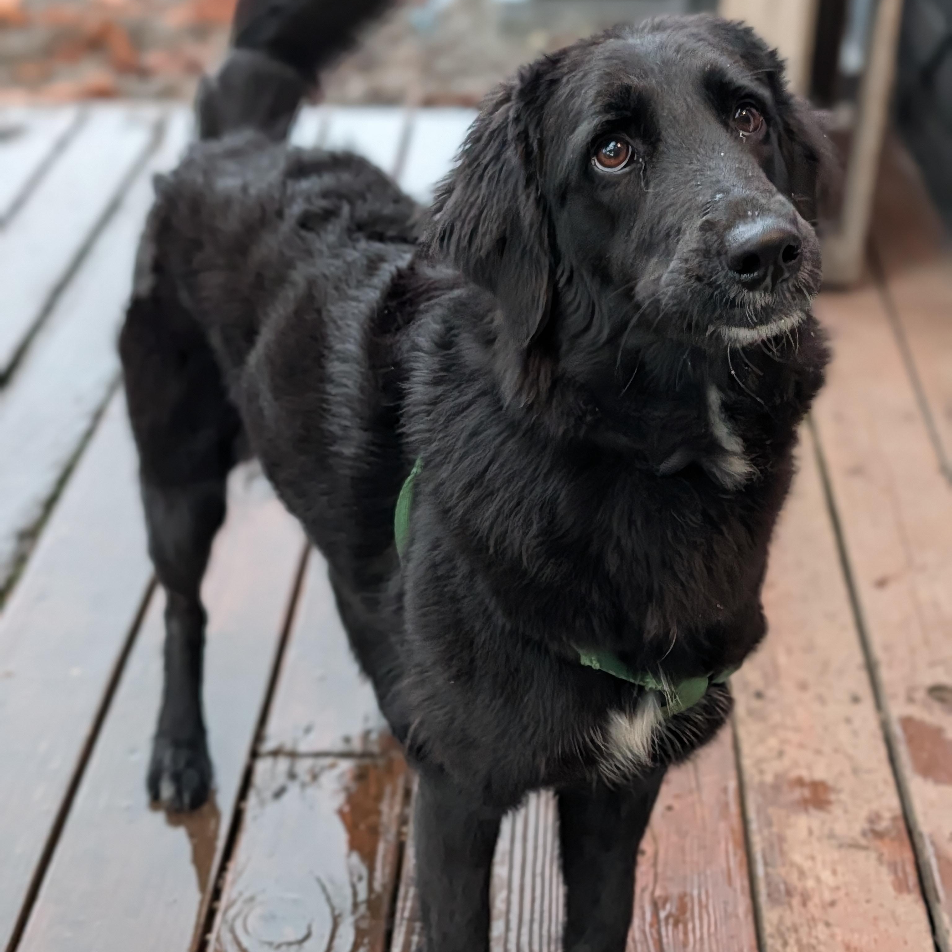 Enlarge Penny, a Adoptable mixed breed in Springfield , OR image 1/4