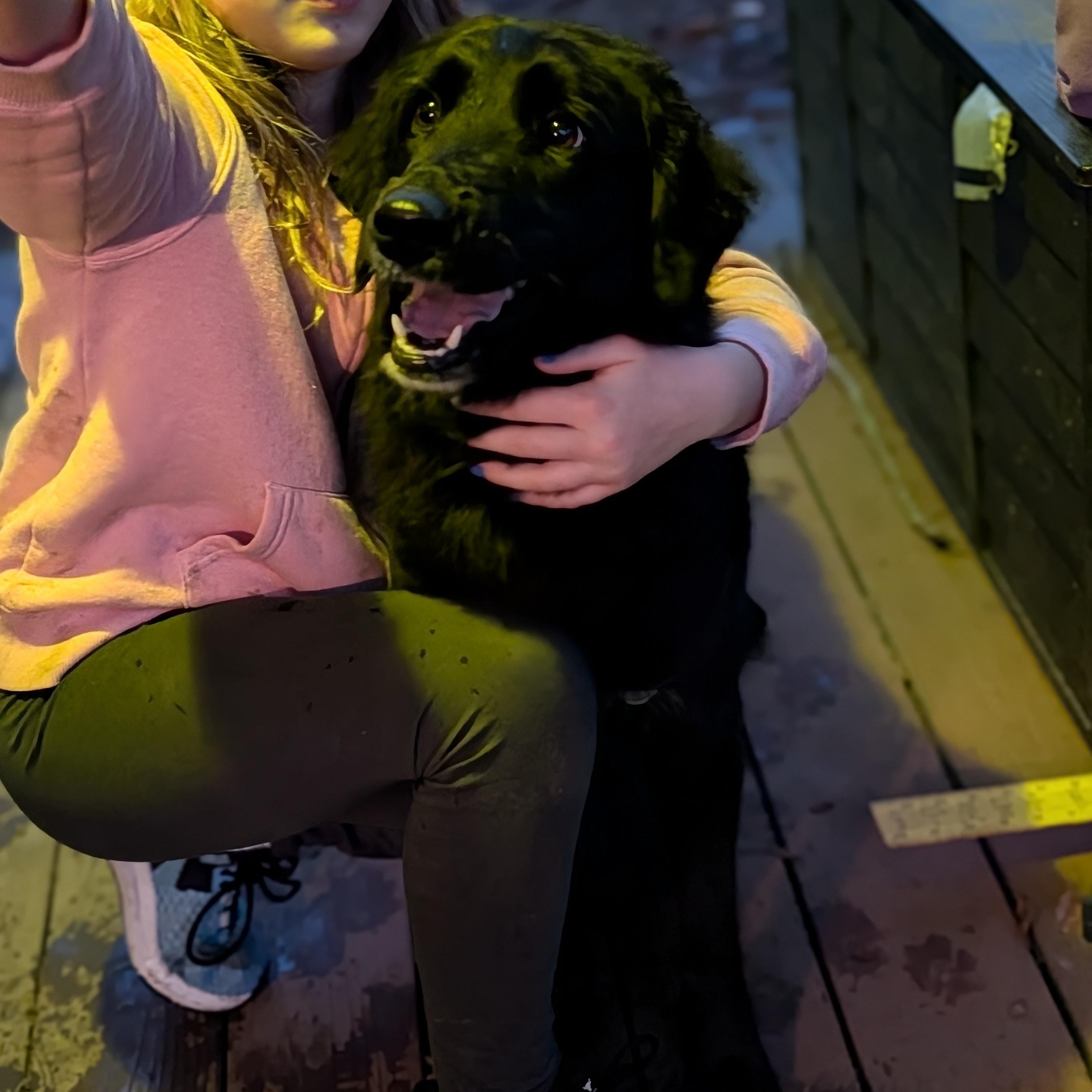 Enlarge Penny, a Adoptable mixed breed in Springfield , OR image 3/4