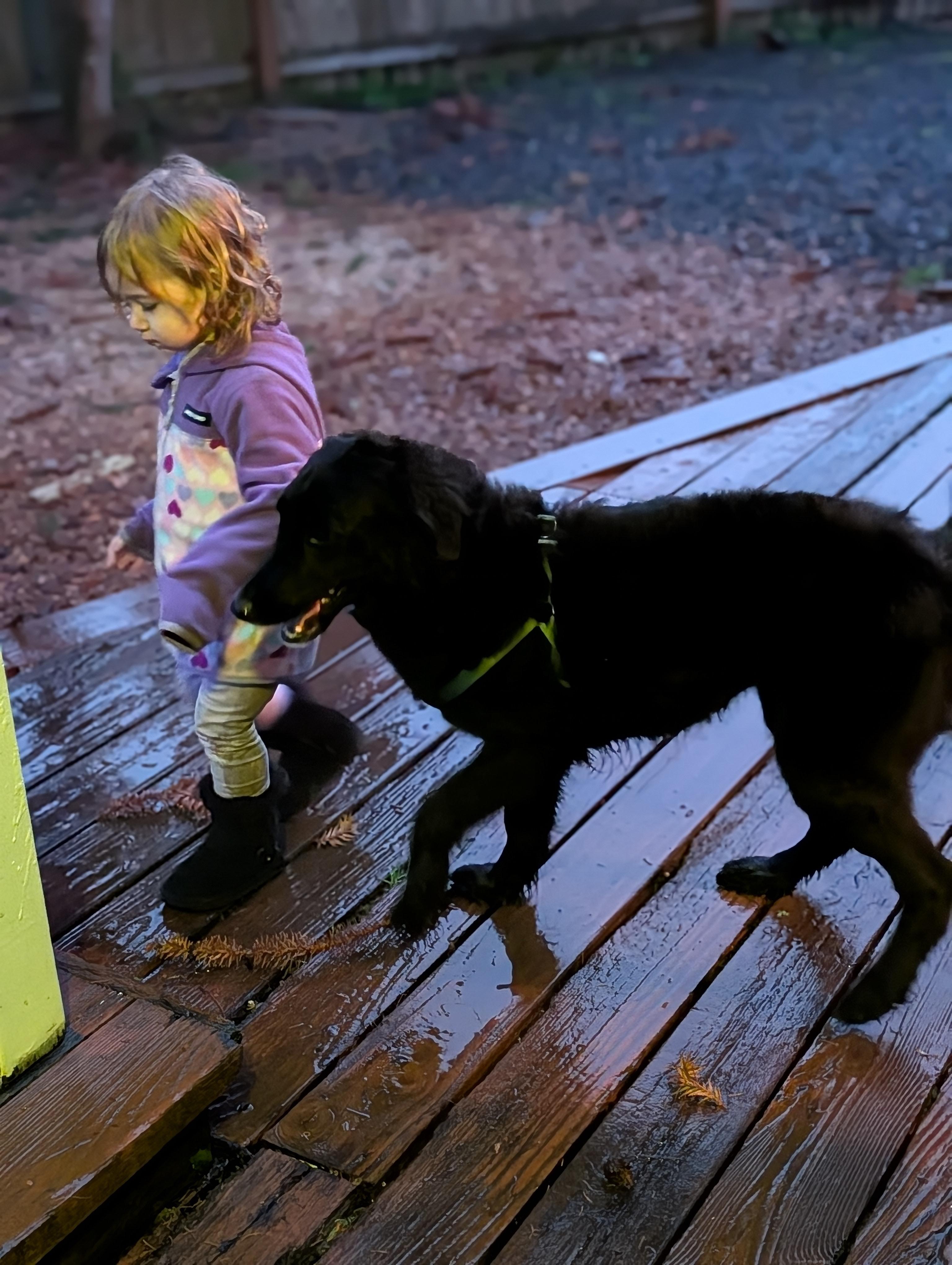 Enlarge Penny, a Adoptable mixed breed in Springfield , OR image 4/4