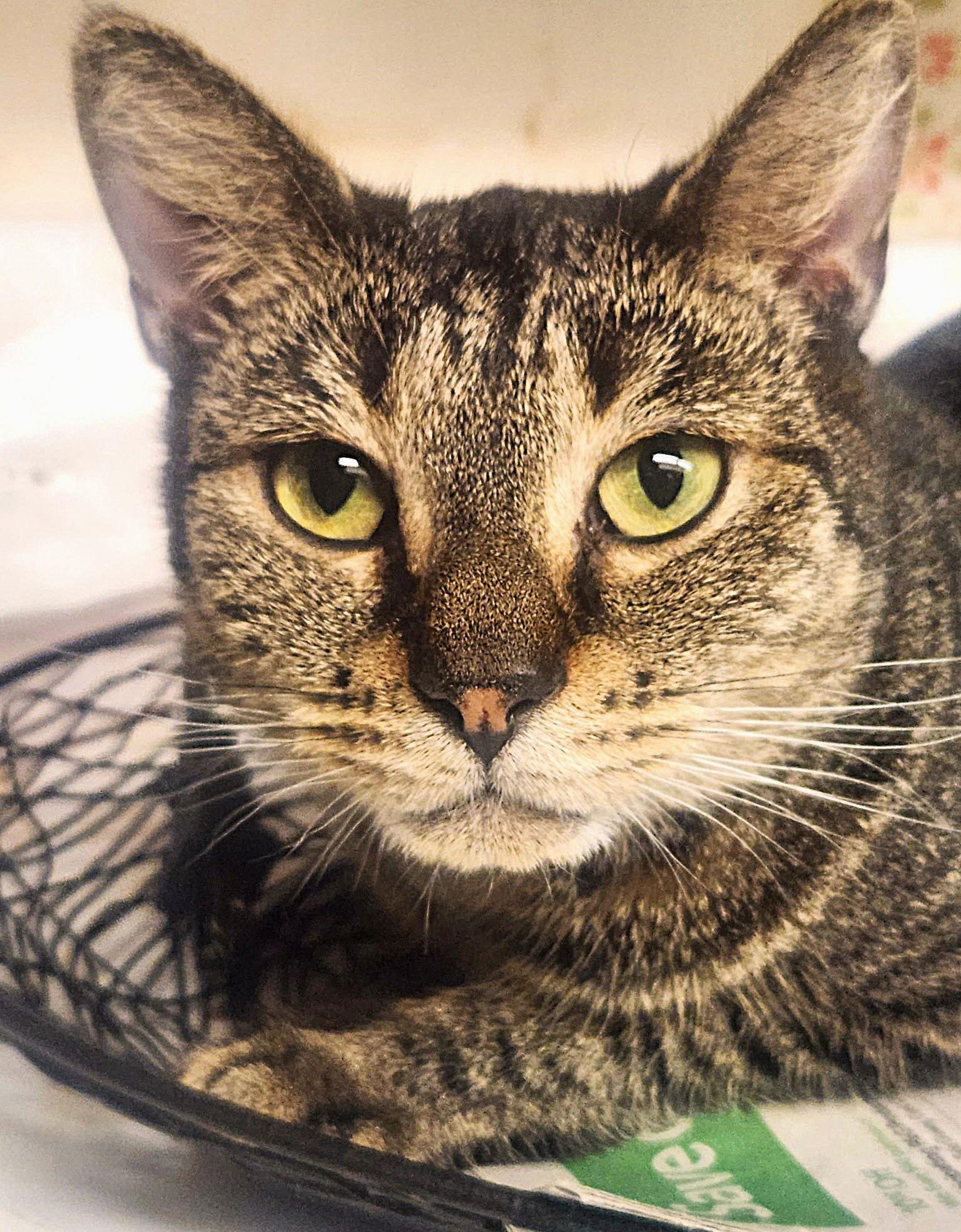 Enlarge Gidget, a Adoptable Tabby in Fort Myers, FL image 1/3