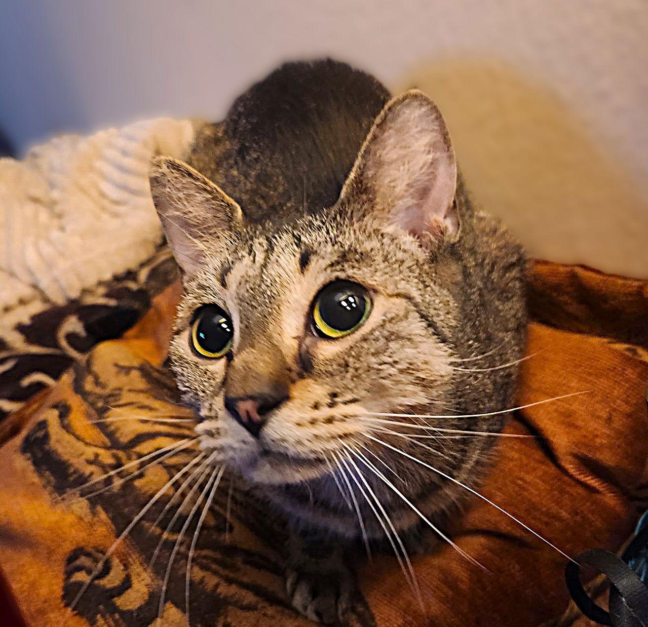 Enlarge Gidget, a Adoptable Tabby in Fort Myers, FL image 2/3
