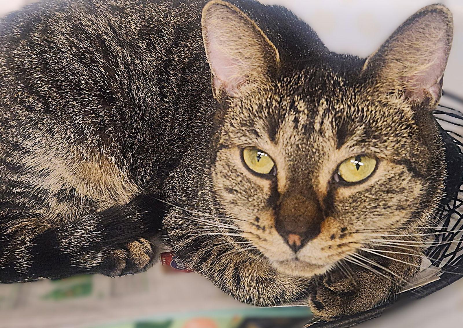 Enlarge Gidget, a Adoptable Tabby in Fort Myers, FL image 3/3