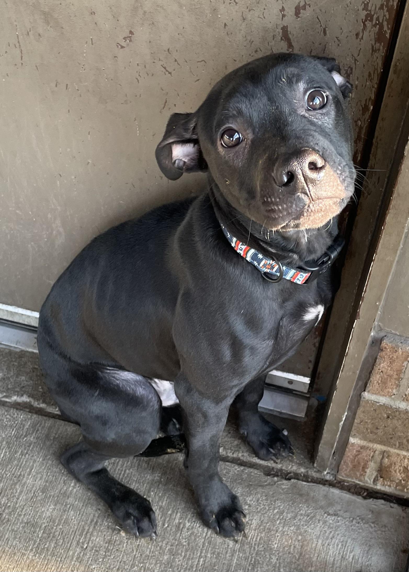 Irving ADOPTED, adopted, Young Male American Staffordshire Terrier.