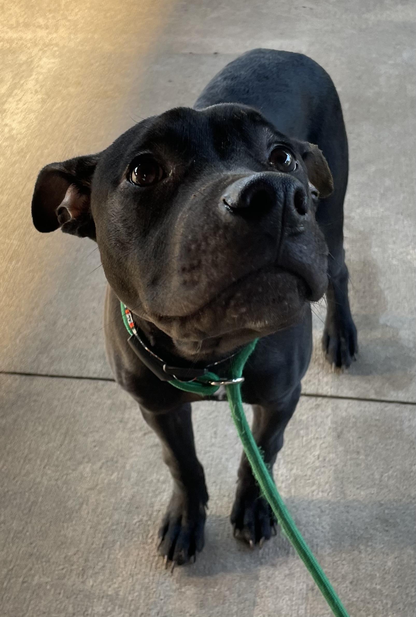 Enlarge Irving ADOPTED, an adopted American Staffordshire Terrier in Canton, OH image 3/4