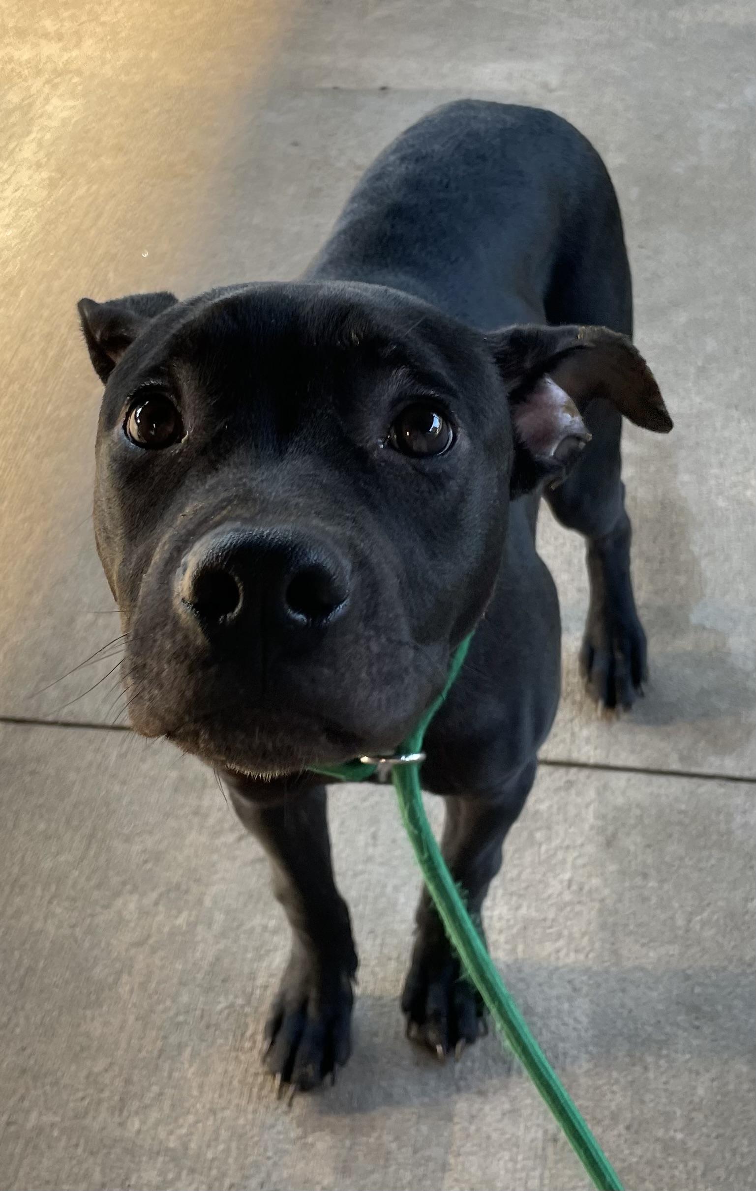 Enlarge Irving ADOPTED, an adopted American Staffordshire Terrier in Canton, OH image 4/4