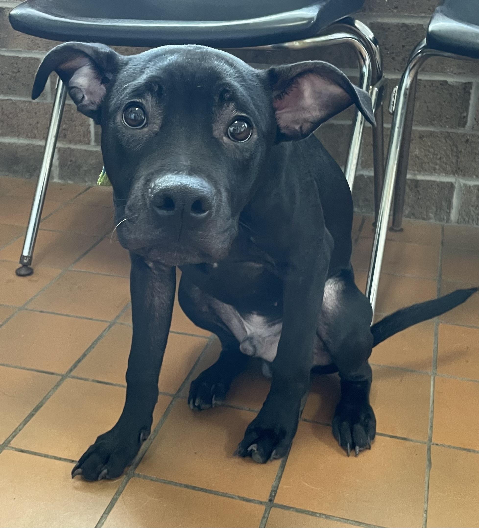 Enlarge Irving ADOPTED, an adopted American Staffordshire Terrier in Canton, OH image 2/4