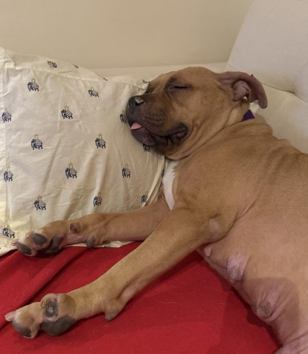 Goldie-Barks — thumbnail 2