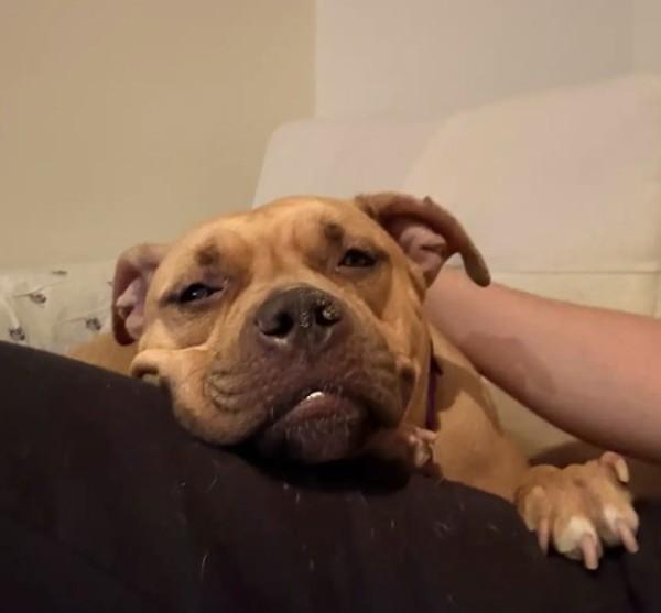 Goldie-Barks — thumbnail 3