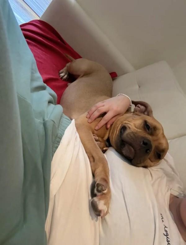 Goldie-Barks — thumbnail 6