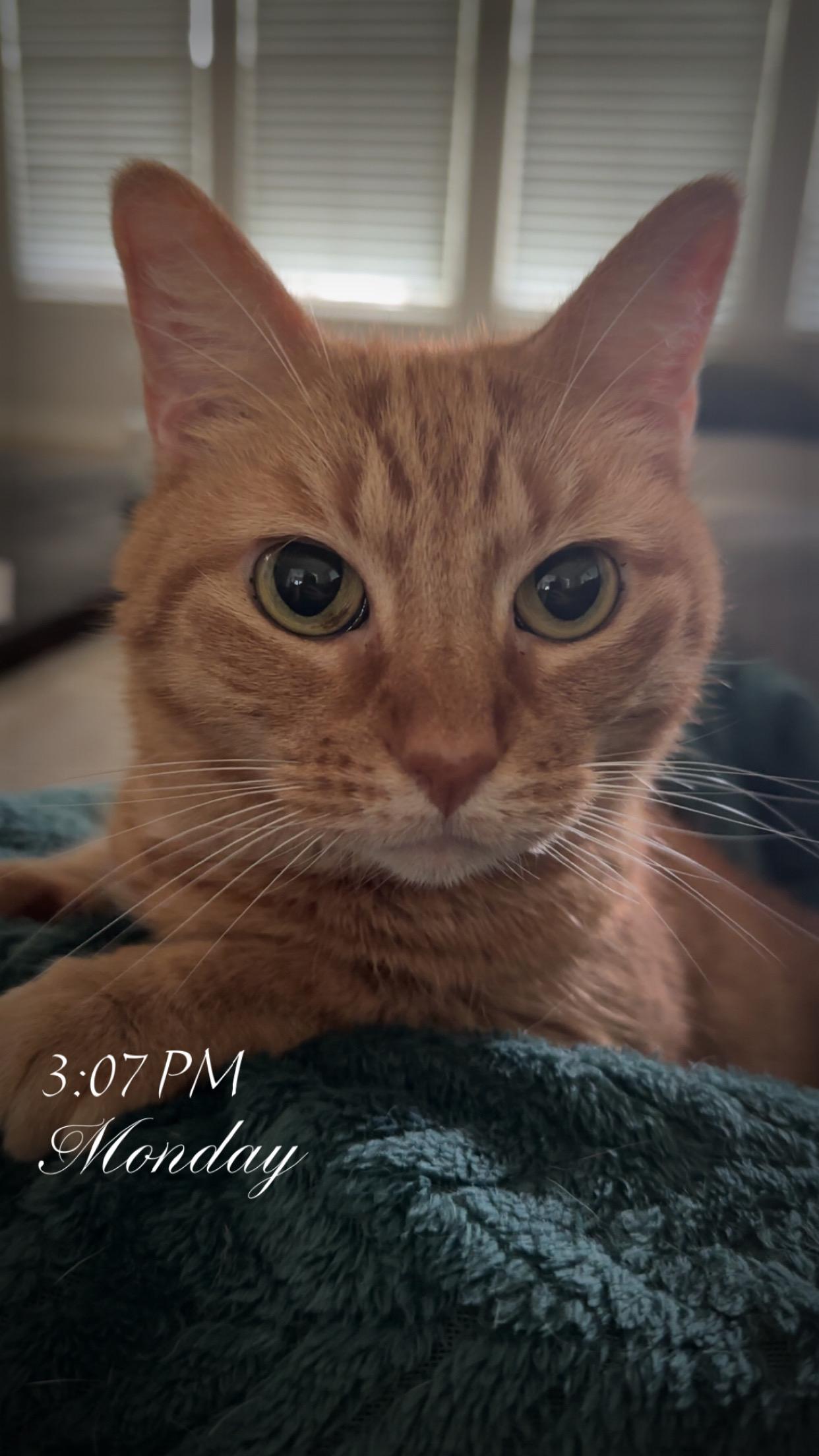 Enlarge Annie, a Adoptable Domestic Short Hair in Baytown, TX image 1/1