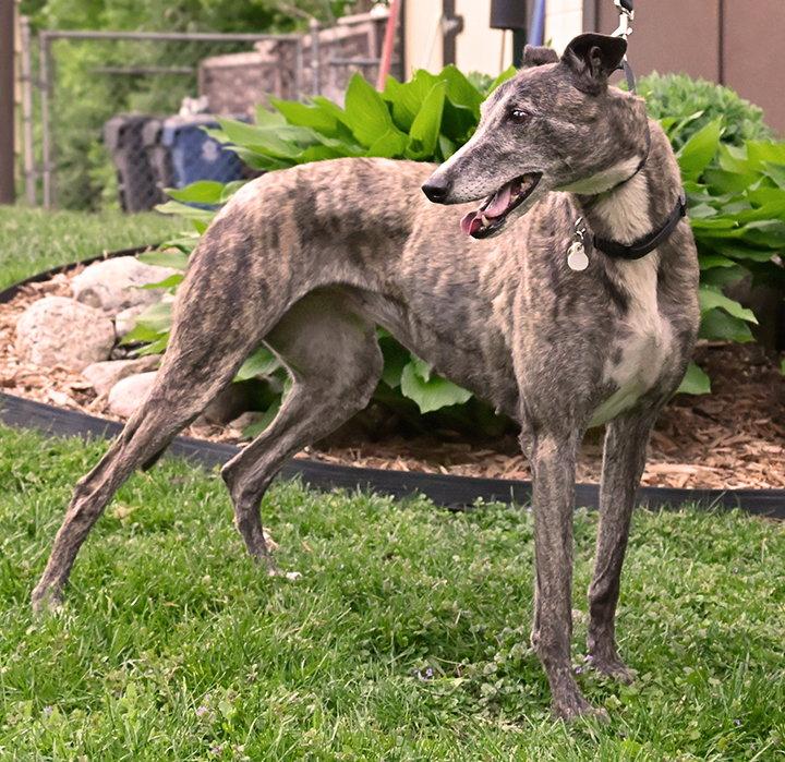 Sabbath, Adoptable, Adult Female Greyhound.