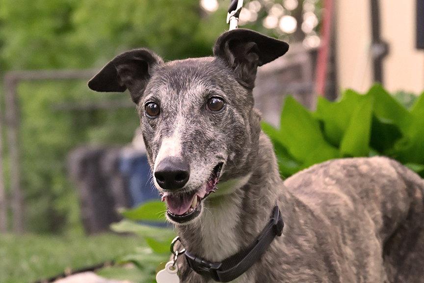 Enlarge Sabbath, a Adoptable Greyhound in Minneapolis, MN image 2/3