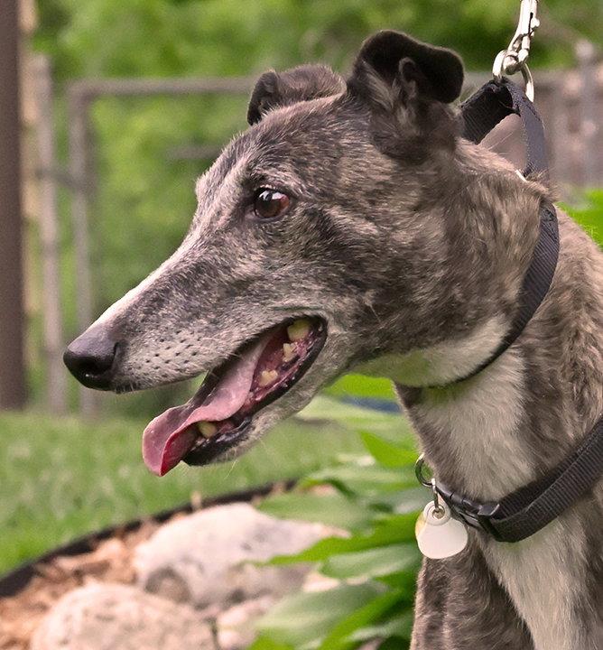 Enlarge Sabbath, a Adoptable Greyhound in Minneapolis, MN image 3/3
