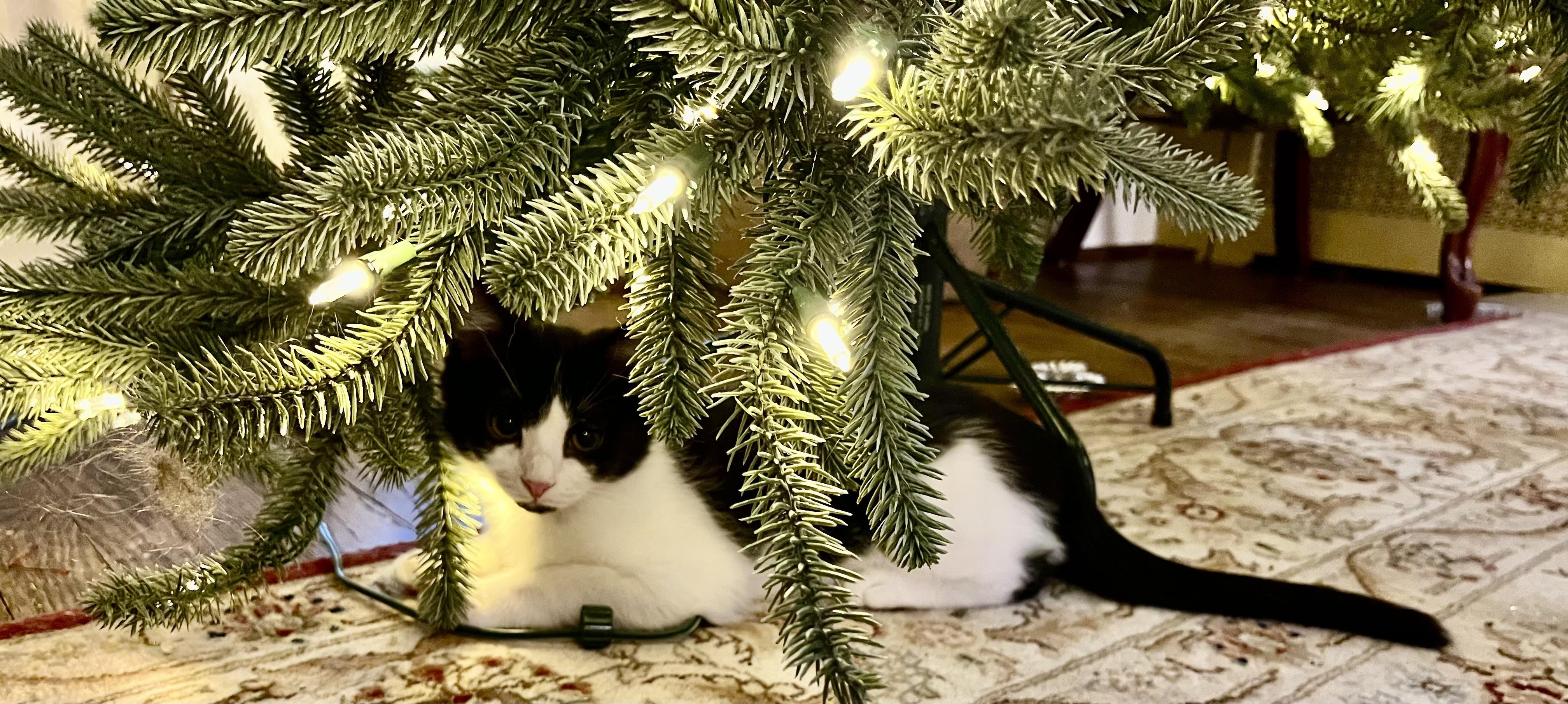 Enlarge Whiskey, a ADOPTABLE mixed breed in Plain City, OH image 4/6