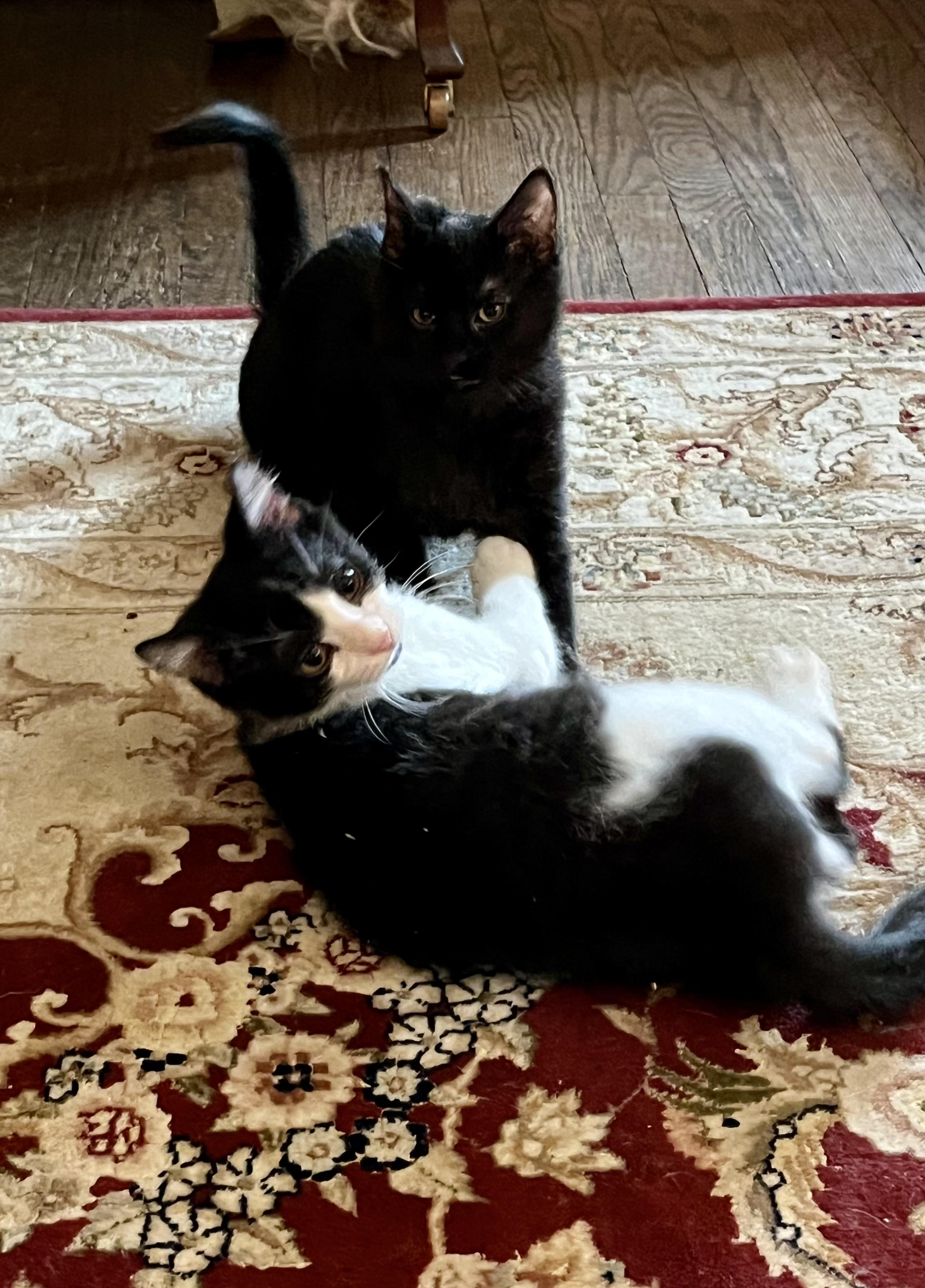 Enlarge Whiskey, a ADOPTABLE mixed breed in Plain City, OH image 3/6