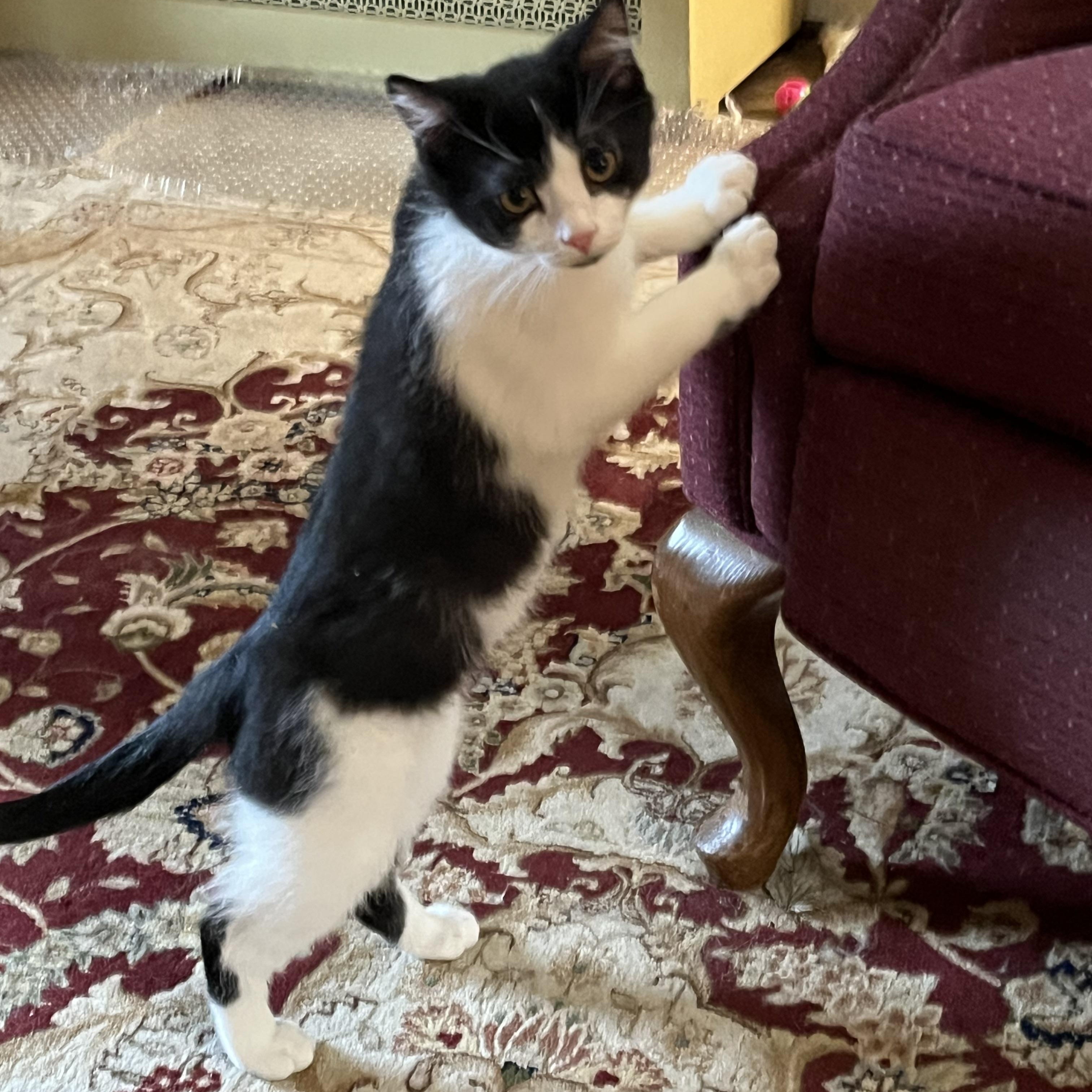 Enlarge Whiskey, a ADOPTABLE mixed breed in Plain City, OH image 2/6