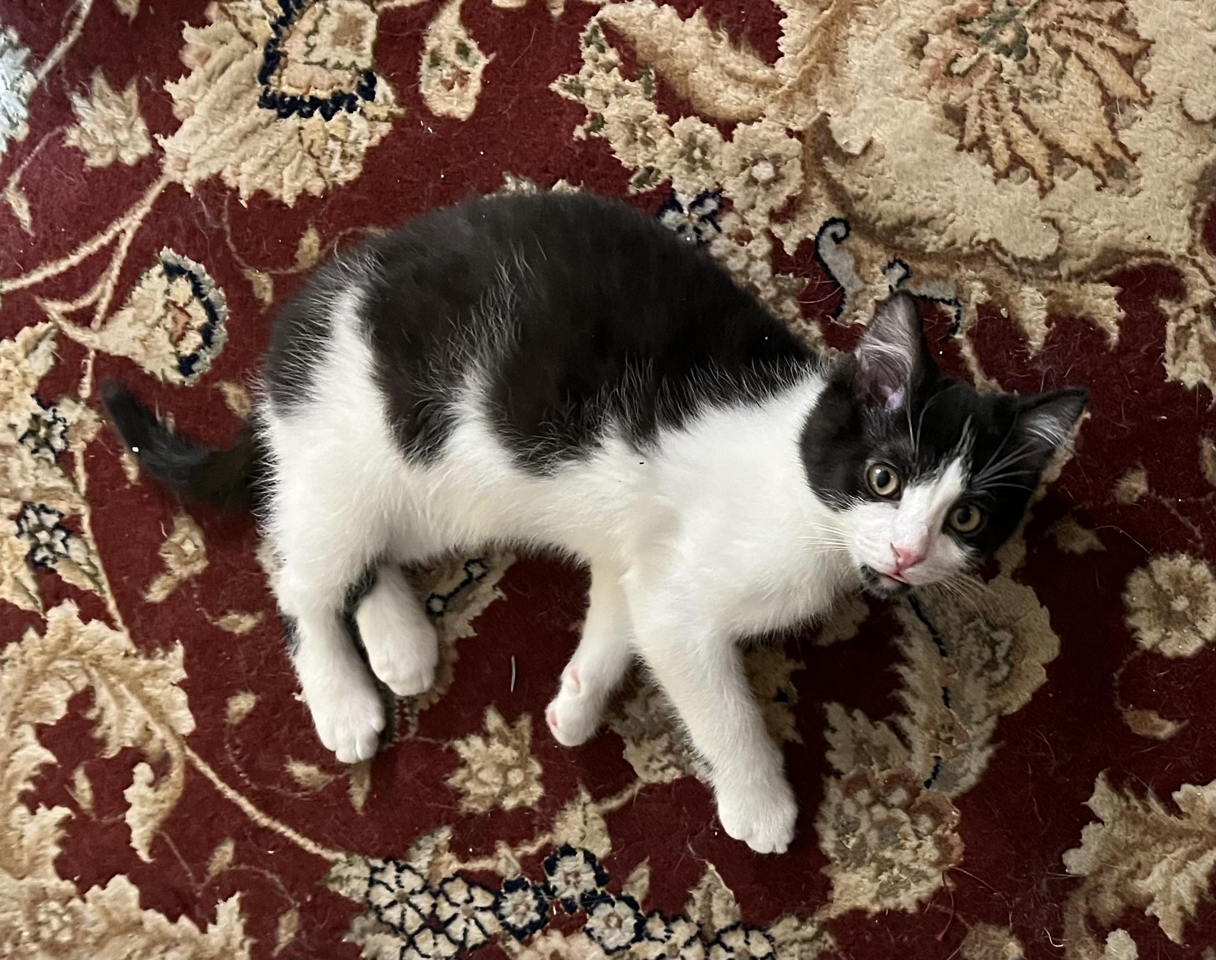 Enlarge Whiskey, a ADOPTABLE mixed breed in Plain City, OH image 1/6