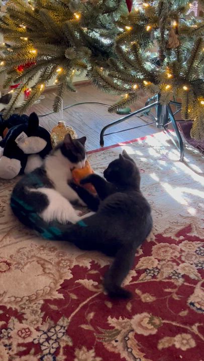 Enlarge Whiskey, a ADOPTABLE mixed breed in Plain City, OH video 6/6